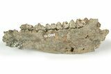 Fossil Early Ungulate (Dremotherium) Jaw - France #218513-1